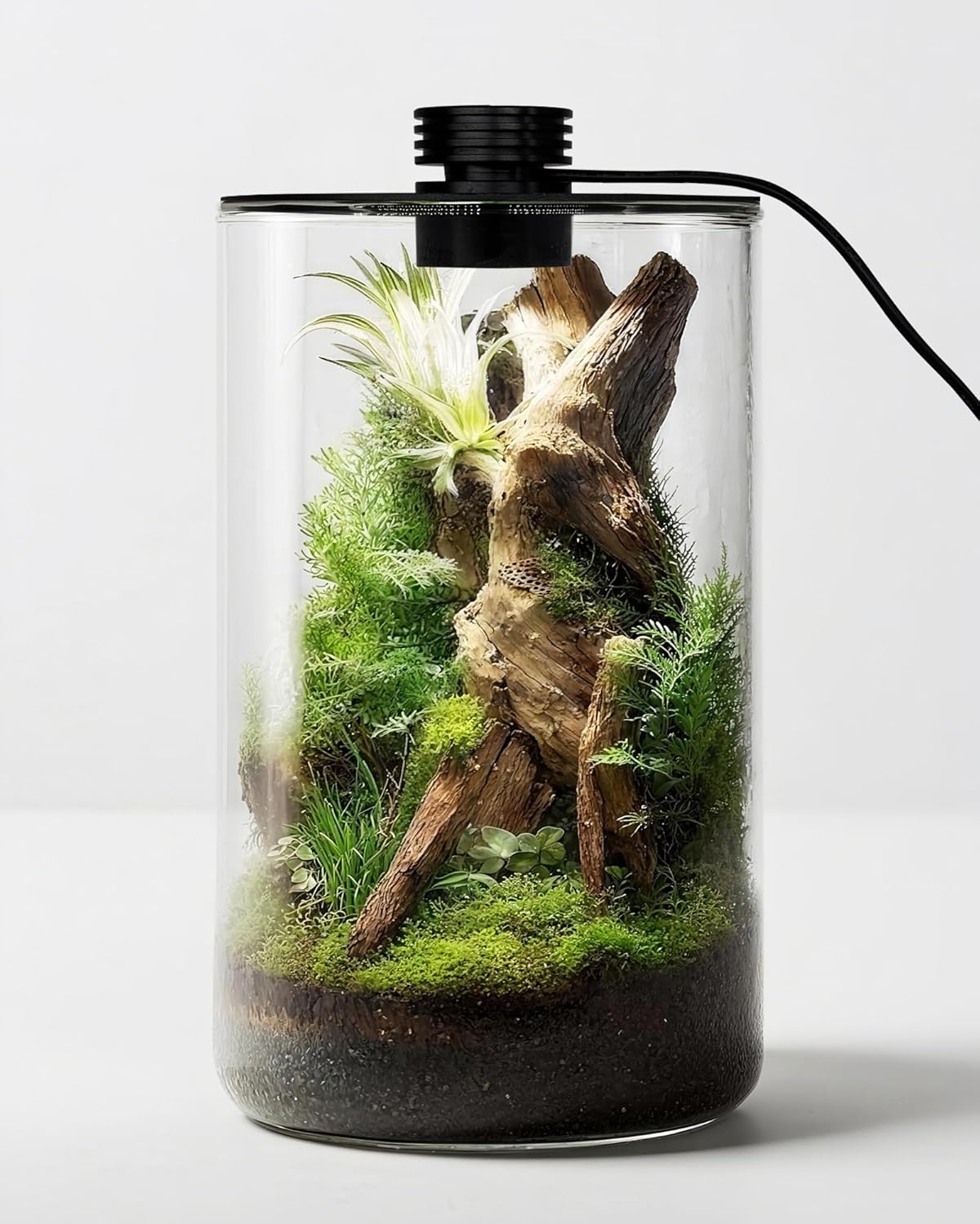 İç Mekan Cam Teraryumu, Büyütm - Betta Fish Tank incelemesi ve fiyatı