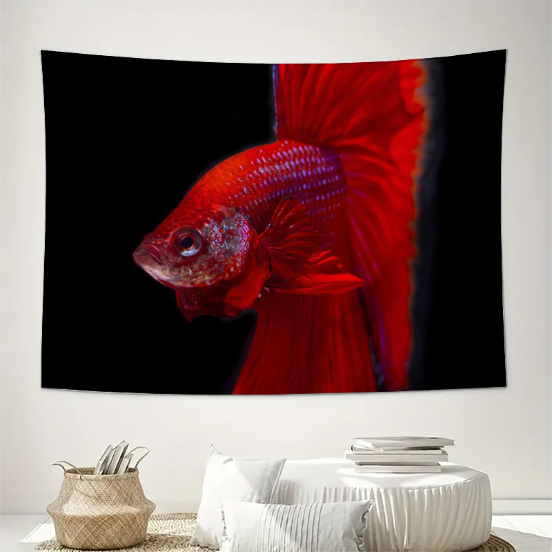 Canlı kırmızı Betta balığı gob - Fish Aquarium Home incelemesi ve fiyatı