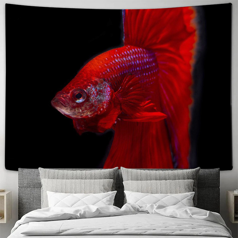 Canlı kırmızı Betta balığı gob - Fish Aquarium Home incelemesi ve fiyatı
